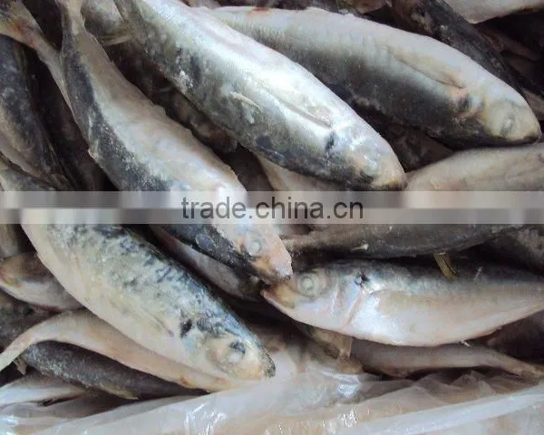 Frozen BQF Horse Mackerel photo-2