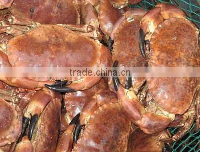 Brown Crab photo-3
