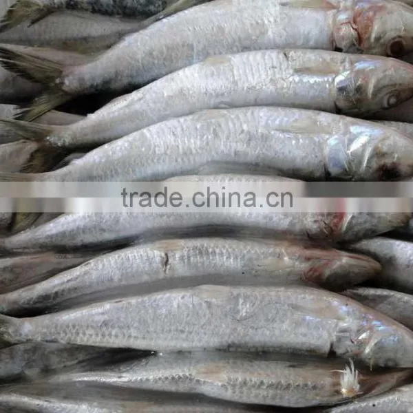 for Canning Good Price Wholesale Block Frozen Sardine
