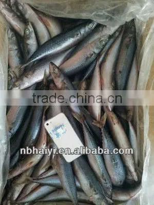 the New Catching Frozen Pacific Mackerel Was Coming 2013.7.9 photo-3