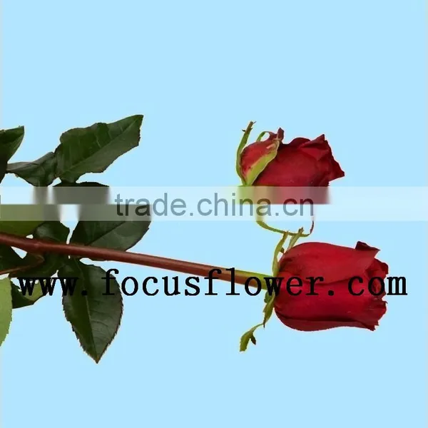 Wholesale Love Roses Flowers Fresh Flowers Black Magic Rose With 20stems/bundle From Yunnan Aibaba Com photo-2