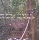 QT-Y/H Automatic Stem Flow Collector