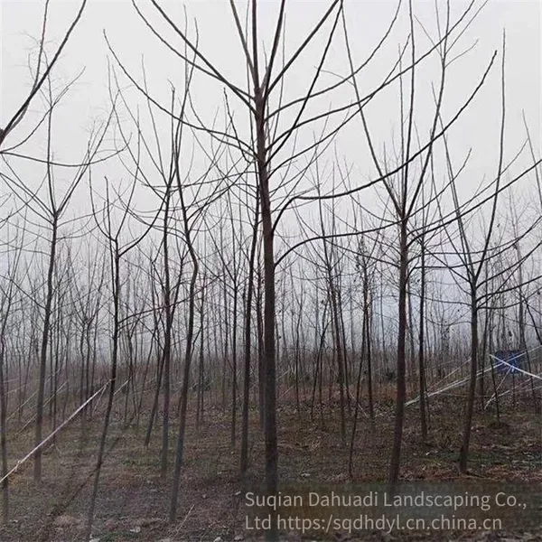 Price of 6 - Centimeter Melia Azedarach Trees With High Survival Rate