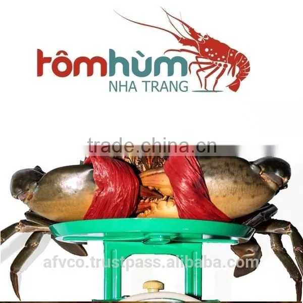 LIVE Mud Crab Vietnam: Male, Female, Egg Mud Crab photo-3