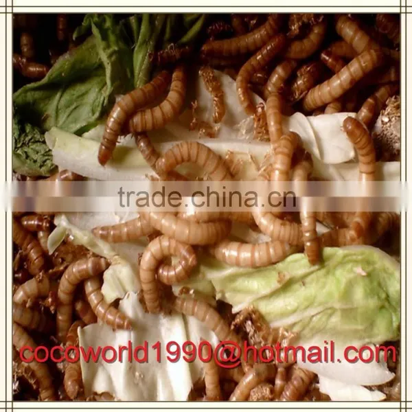 Culturing Mealworms/how to Find Mealworms/how to Freeze Dry Mealworms photo-4