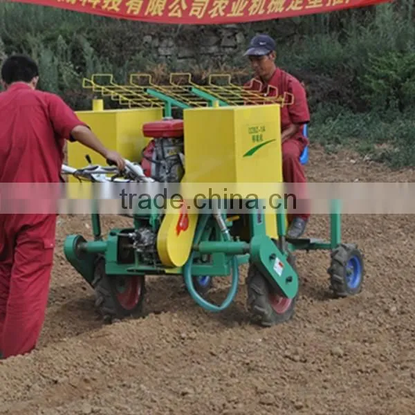 Two Row Transplanting Onions by Hand in China photo-3