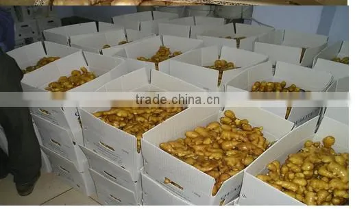 ORGANIC FRESH GINGER VIETNAM FOR GINGER SLICES photo-5