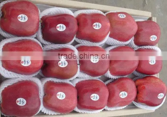 2015 Crop Fresh Red Delicious Apple photo-4