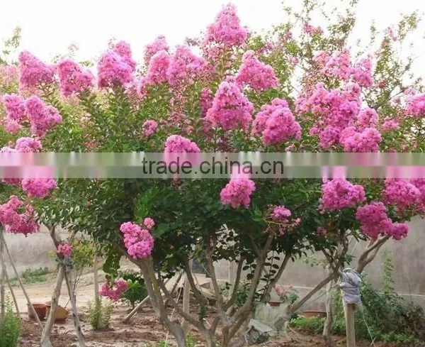 Heirloom Lagerstroemia Crape Myrtlette Crepe Myrtle Dwarf Shrubs Bonsai Red Bulk Seeds photo-5