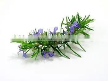 Natural Rosemary Extract 30% Carnosic Acid/Rosemary Extract Powder/Rosemary Powder photo-4