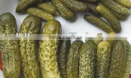 Canned Cucumber in Vinegar