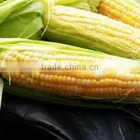 High Quality Maize Starch