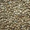 Hemp Seeds