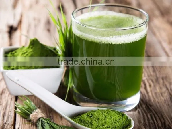 Nutritional Supplement Wheat Grass Powder For Trade