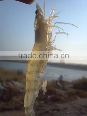 Aquaculture Fish/ Shrimp Pond Denitration Product photo-3