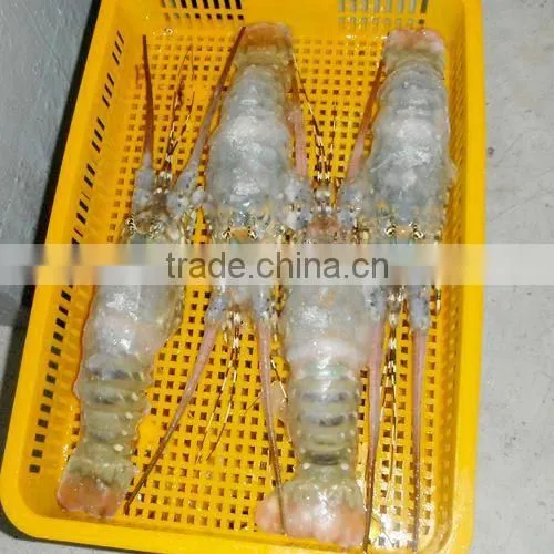 Frozen Lobster Vietnam photo-4