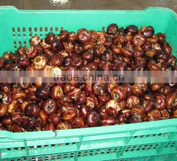 Wholesale Good Fresh Water Chestnut on Sale photo-5