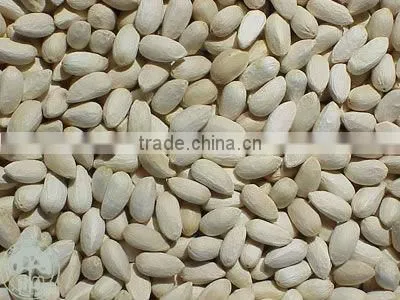NEEM SEEDS photo-5