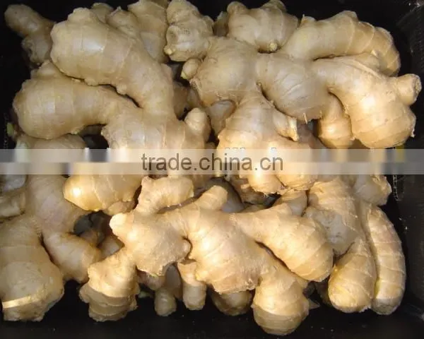 2016 Fresh Ginger photo-5