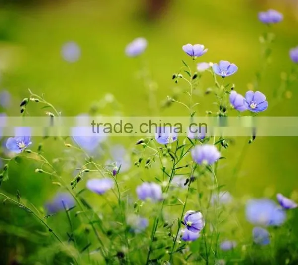 New Technology Linseed Flax Seed Oil Lower Blood Lipid photo-4