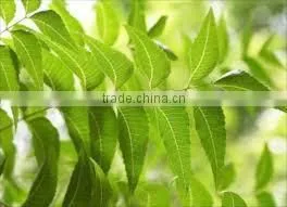 100% Pure & Natural Neem Oil - Agrochemicals photo-2