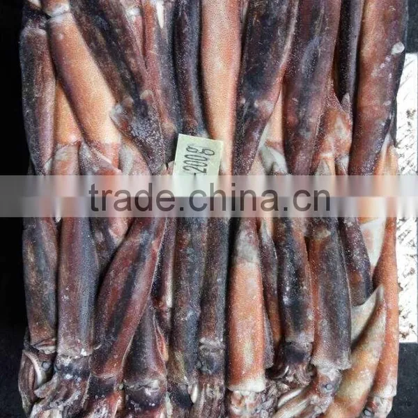 Frozen Illex Squid Whole Round photo-5