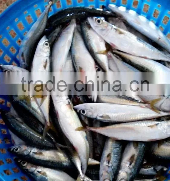 Frozen Pacific Mackerel Fish Good Quality photo-4
