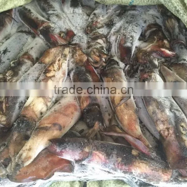 Frozen Balck Squid photo-2