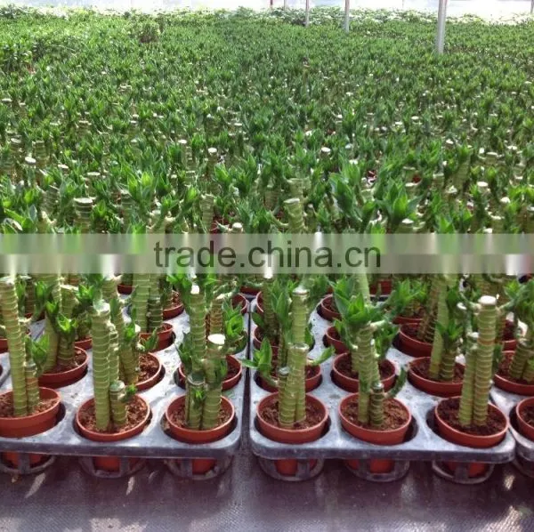 Lucky Bamboo Dracaena Sanderiana Lotus Bamboo photo-3