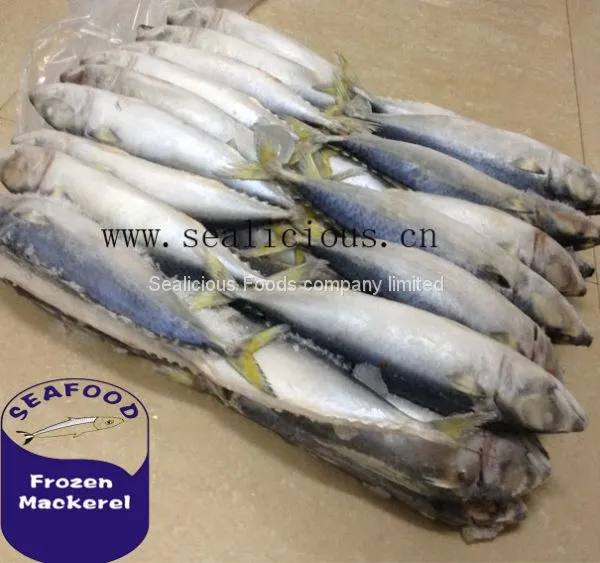 Frozen Mackerel Prices Indian Mackerel Pacific Mackerel photo-2