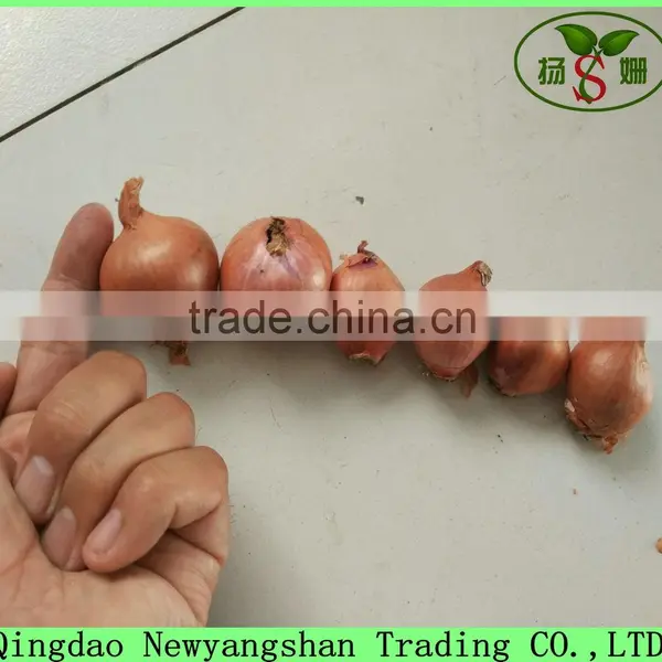 Export Fresh Onion Spcification 7-9cm In Wholesale Price photo-5