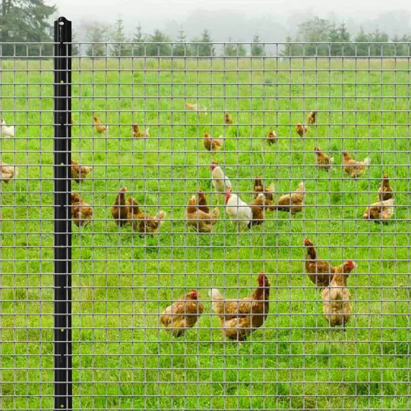 Durable PVC Coated Holland Wire Mesh Euro Fence for Secure Gardens photo-3