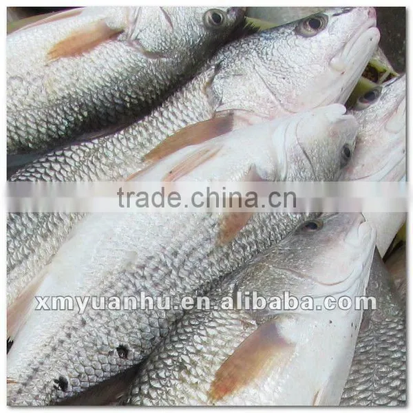 Frozen Red Drum Fish Exporter