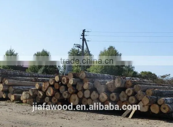 FSC High Quality Birch Logs photo-3