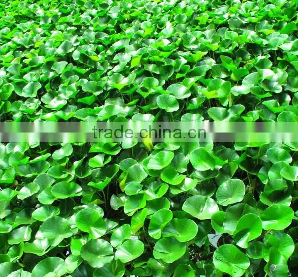 Industrial Crushing And Juice Screw Machine For Water Hyacinth Price In China photo-6