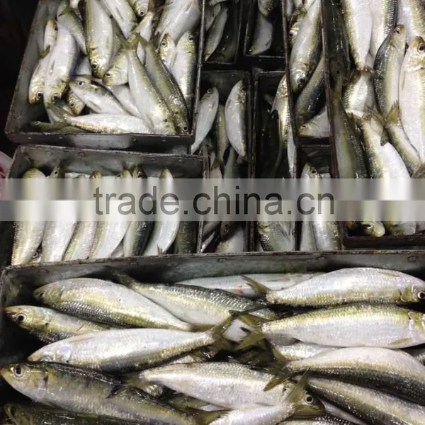 60-70g Sardine For Tuna Bait