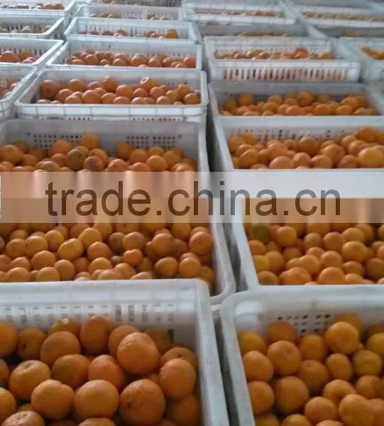 Fresh Orange photo-3