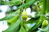Export Quality Neem Carrier Oil photo-2