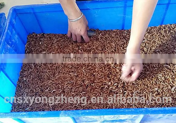 Microwave Dried Mealworms for Reptiles ;China Products Dried Mealworms photo-2