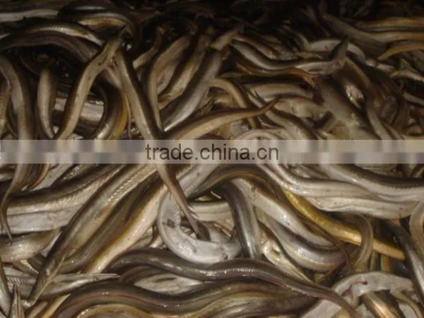 Frozen Eel Fish