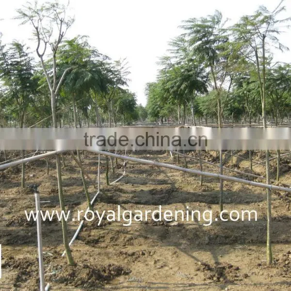 Jacaranda Mimosifolia Tropical Trees photo-3