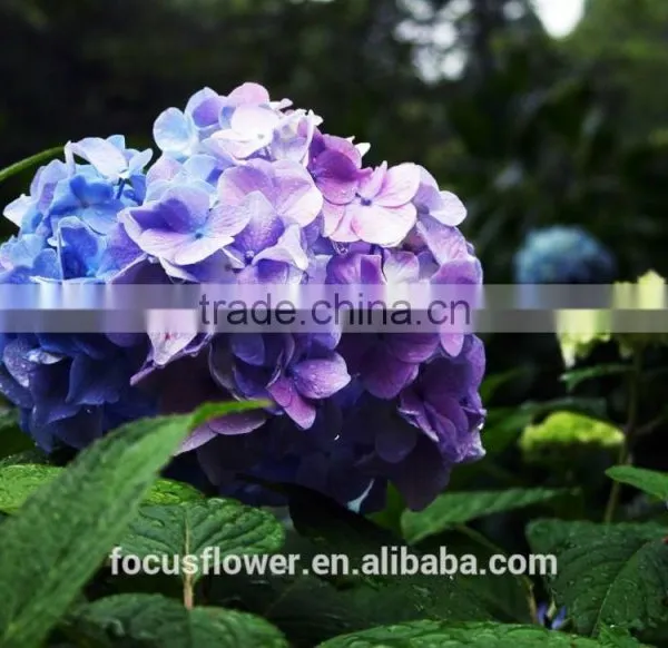Artificial Yellow Hydrangea Flower Ball For Sale photo-4