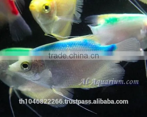 Giant Gourami Mix Color / Aquarium Fish Exporter photo-5
