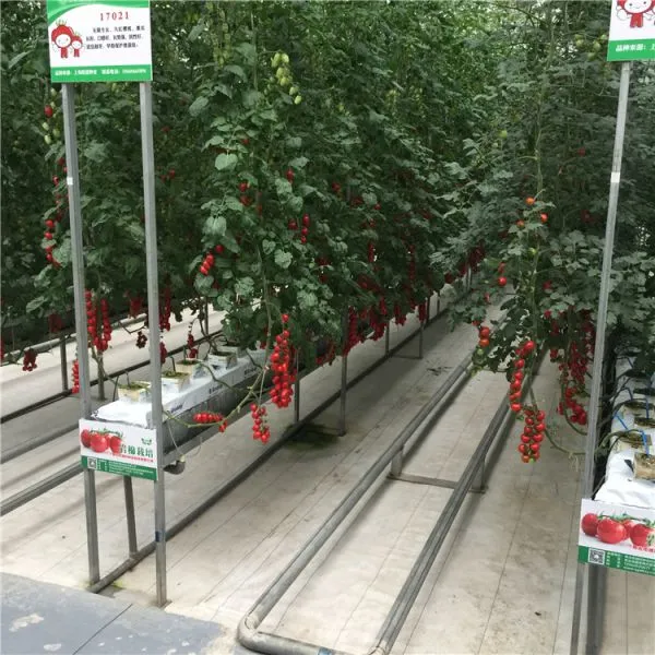 Venlo Type Multispan Agriculture Greenhouse for Tomato/Cucumber