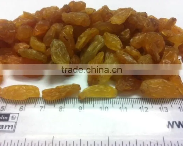 Indian Jumbo Raisin