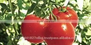 Fresh Ketchup Tomato Exporters in India photo-4