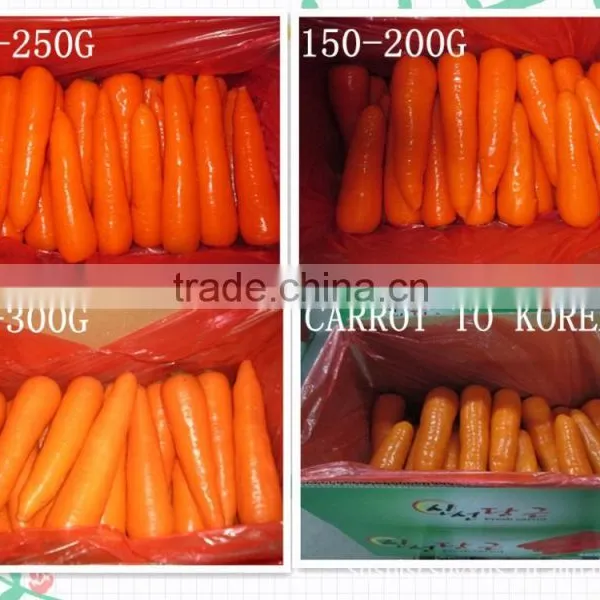 China Bulk Fresh Carrot for Sale photo-4