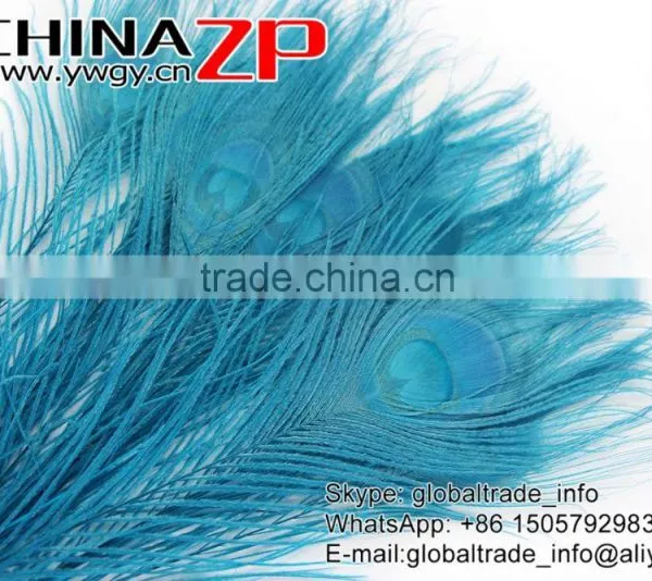 CHINAZP Leading Supplier Wholesale Cheap Full Eye Dyed Turquoise Blue Peacock Tail Feathers for Sale photo-4