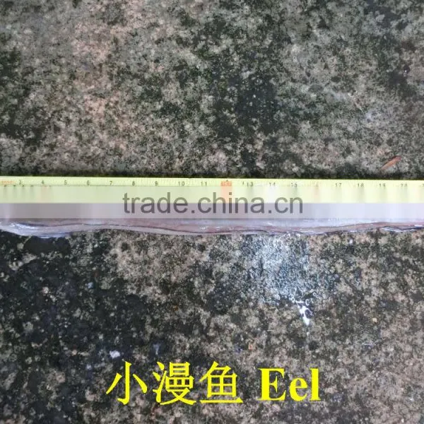 Eel