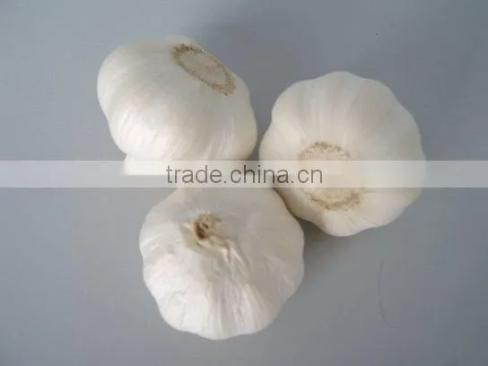 Fresh Garlic